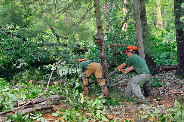 Trusted West Wyomissing, PA Tree Service Experts